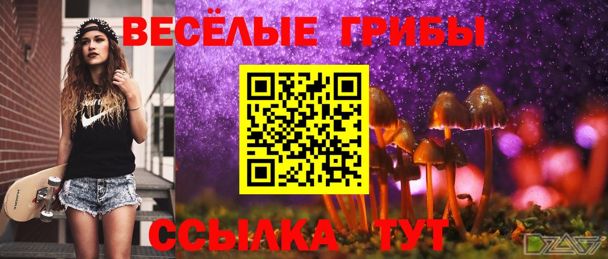 Тара  Псилоцибиновые грибы прущие грибы  Вход с VPN  Псилоцибиновые грибы Psilocybine cubensis 